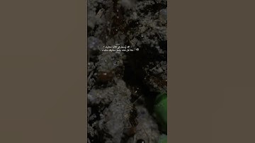 (حَتَّىٰ إِذَا أَتَوْا عَلَىٰ وَادِ النَّمْلِ قَالَتْ نَمْلَةٌ) سورة النمل.