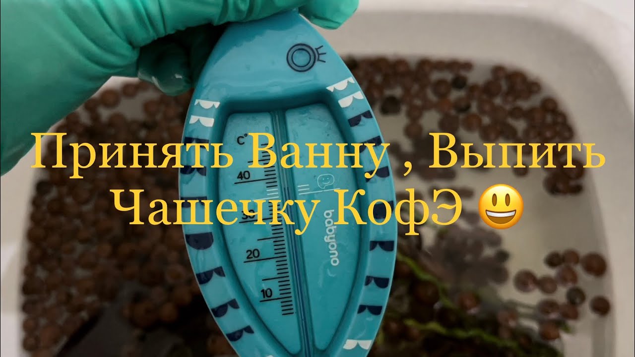 Пересадка в керамзит и лечузу ТерраПон#орхидея#хойя - YouTube