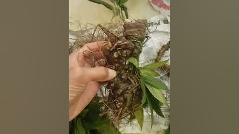 Sâm ngọc linh loại 1 (1,3 đến 2 lạng/củ), tuổi từ 10 – 20 năm, 4 đến 7củ /kg