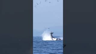 ORCA HACE VOLAR A UNA FOCA