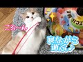 【猫用おもちゃ】飼い主も驚き！ほぼ寝転がって手抜きで遊ぶ猫の姿がこちら・・・w