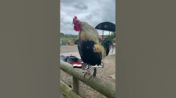 اصوت ديك الدول شوفو العراقي 