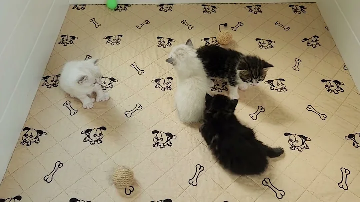 Watch the video about @KathyTsManxCattery Queen Ashley and King Joey's 3 week old Cymric Manx kittens