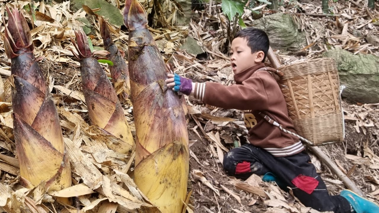 The orphan boy went into the forest to find bamboo shoots to sell, a ...