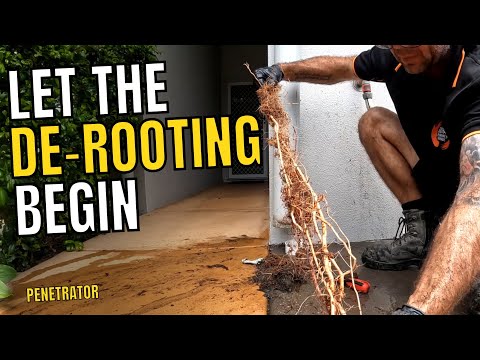 Blocked Drain 449 - Roots Invade and Take Over House