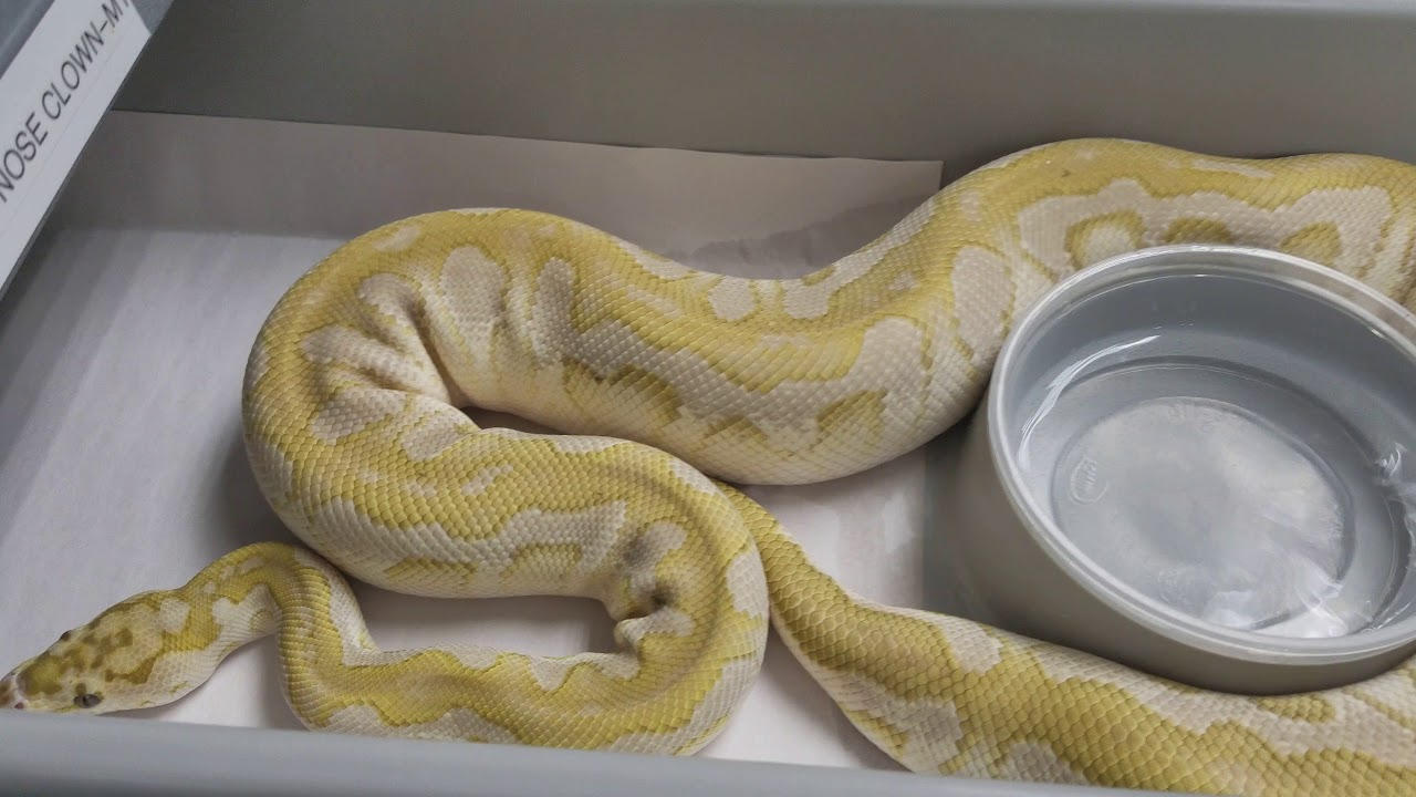 ballo bibaho Showing off some future breeders as well as revealing the controversial Gotcha ball python