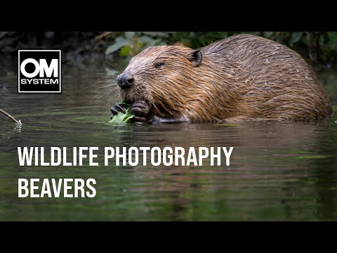 Photographing BEAVERS in SOUTHERN ENGLAND - Wildlife Photography - OM System OM-1