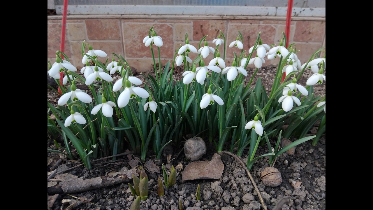 Давайте поговорим о подснежниках [4K]