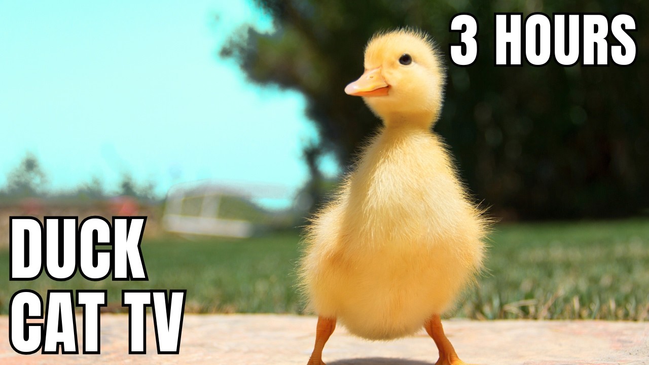 3 Hours Ducks for Cats 🦆 Calming Cat TV with Relaxing Music | Reduce Anxiety & Stress