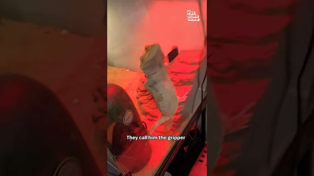 Funny Bearded Dragon Poses In Tank