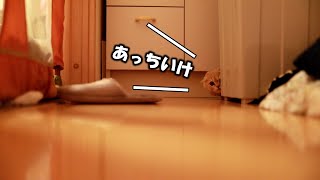 佐藤さんの猫ツメ切ったら、なんか嫌われた。