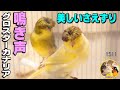 グロスターカナリアの美しいさえずり・鳴き声|オス・メス 鳥 Gloster Fancy Canary Singing
