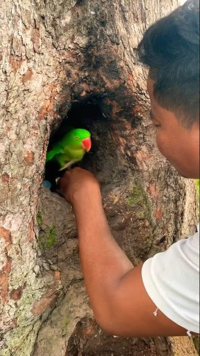 #parrot lays many eggs in a big tree hole