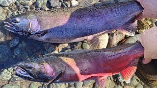 Bank Fishing Washington for Coho Salmon |Bobber and Eggs|