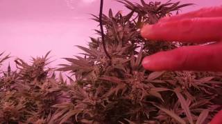 WEEKLY UPDATE PERPETUAL DWC/COCO FLOWER ROOM