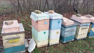 изоляция пчелиних маток в зимовку по методу Миленина . Киевский регион.