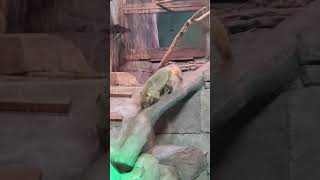 Forces 039 (Coatimundi Locomotion)