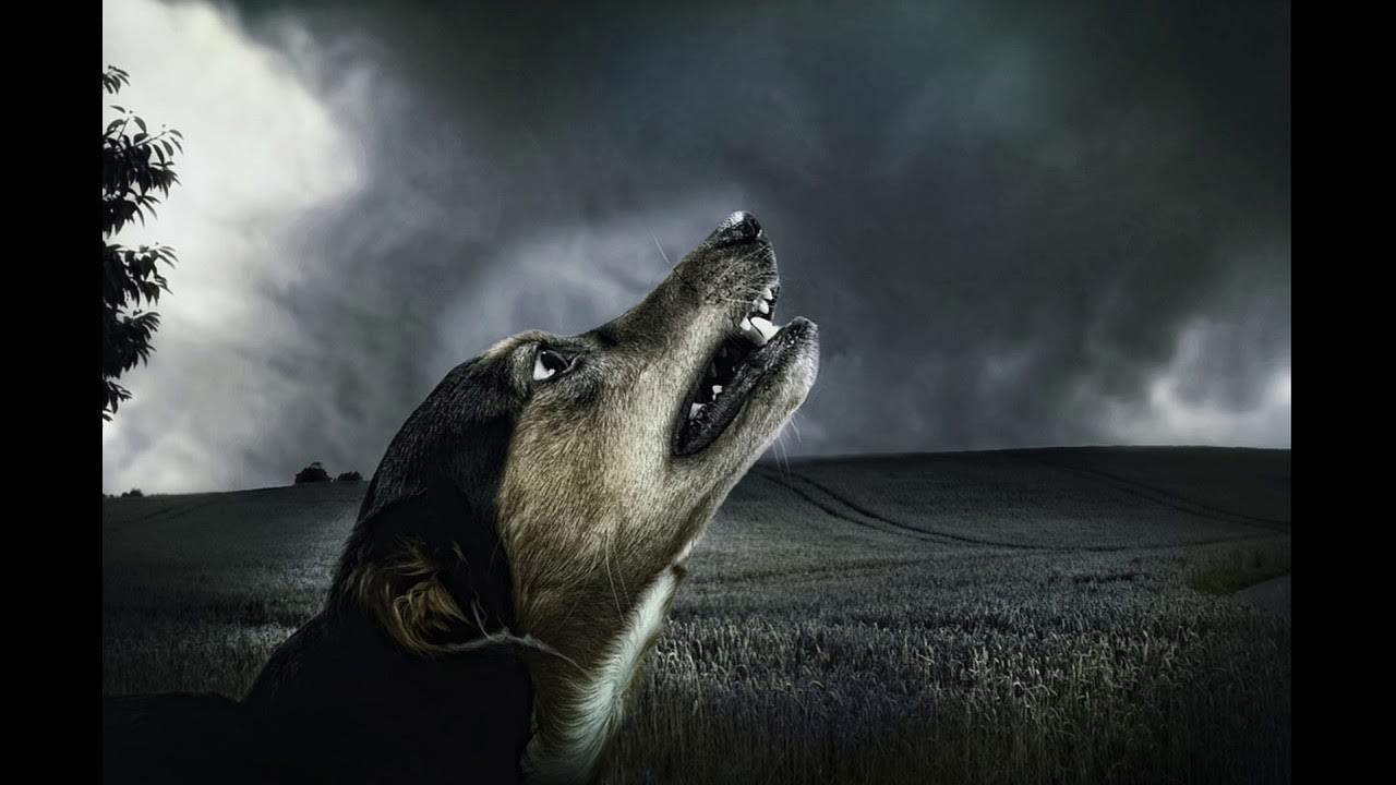 Собака воет. Сибирский хаски воет. Собаки лают и воют. Одиночество с собакой. Собака воет ночью.