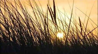 traffic john barleycorn must die traffic john barleycorn must die