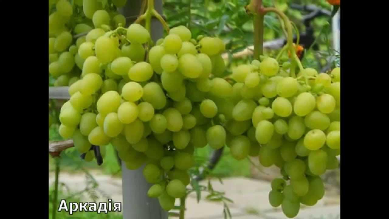 Саженцы винограда Атос купить в Москве по цене от 999 до 6850 руб. - питомник ра