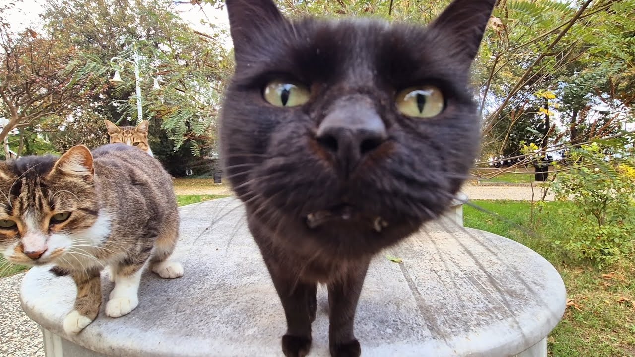 This is a cat paradise! There are so many adorable cats here!