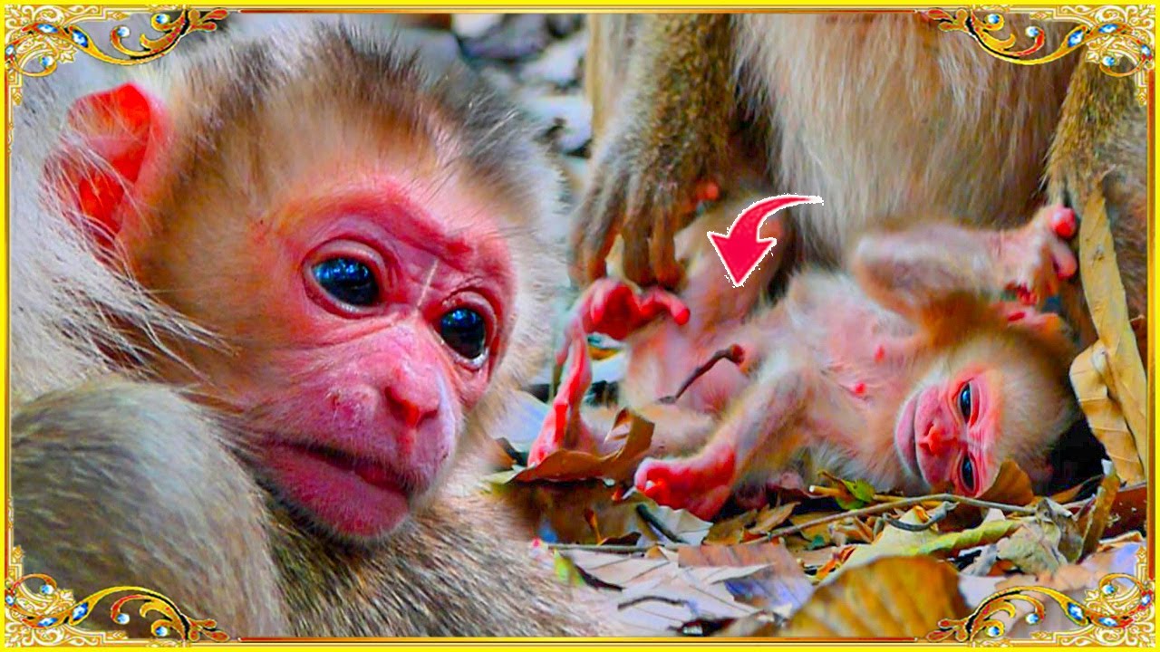 Congratulations..!! Monkey Joyce Gave Birth To First Adorable Newborn Pigtail Female. Jan-04-24