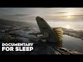 How Did Life Conquer the Land? | Documentary for Sleep