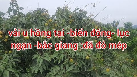 cập nhập vải u hồng tại biển đông-lục ngan-bắc giang