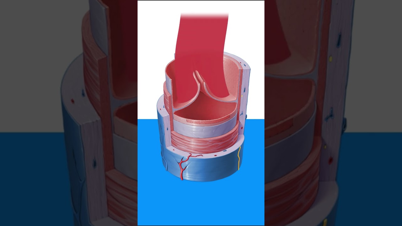 Krampfadern: Wie entstehen sie? | Kenhub 