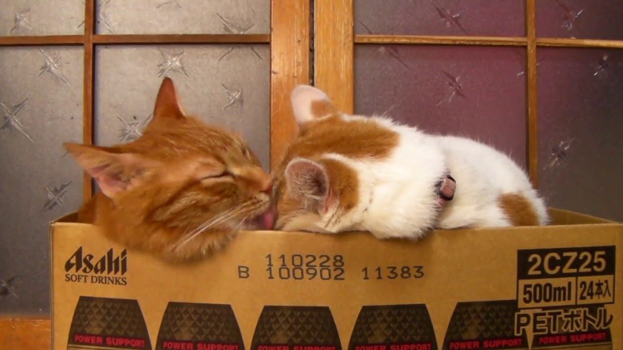 𝟭𝟬𝟭𝟬𝟭𝟲 Пьеро