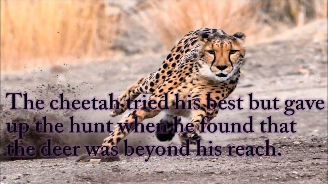 A Story of Cheetah Inspirational - YouTube