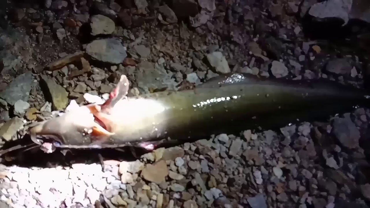 Mancing ikan sembilang 