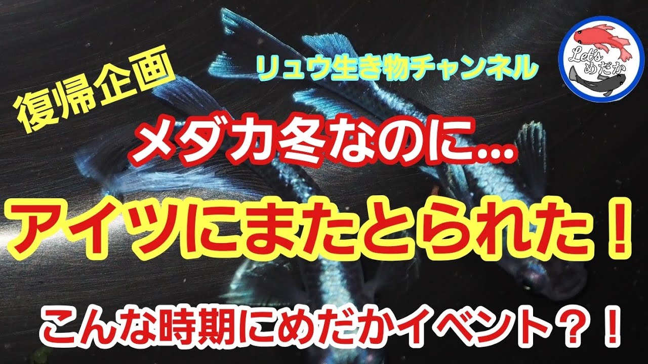 メダカ冬越しに招かざる客！大阪イベント速報！