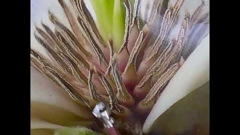 Peeking inside an encaustic flower