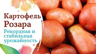 Картошка Розара Описание Сорта Фото Отзывы