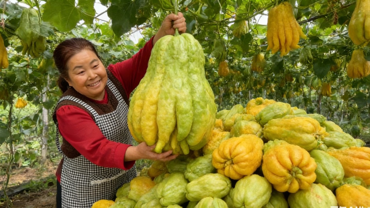 【唐小米】佛手瓜丰收了，唐奶奶分享几种佛手瓜的做法，脆爽可口好吃到停不下来