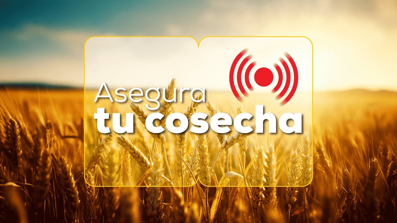 Asegura tu cosecha - John Milton Rodríguez - Misión Paz