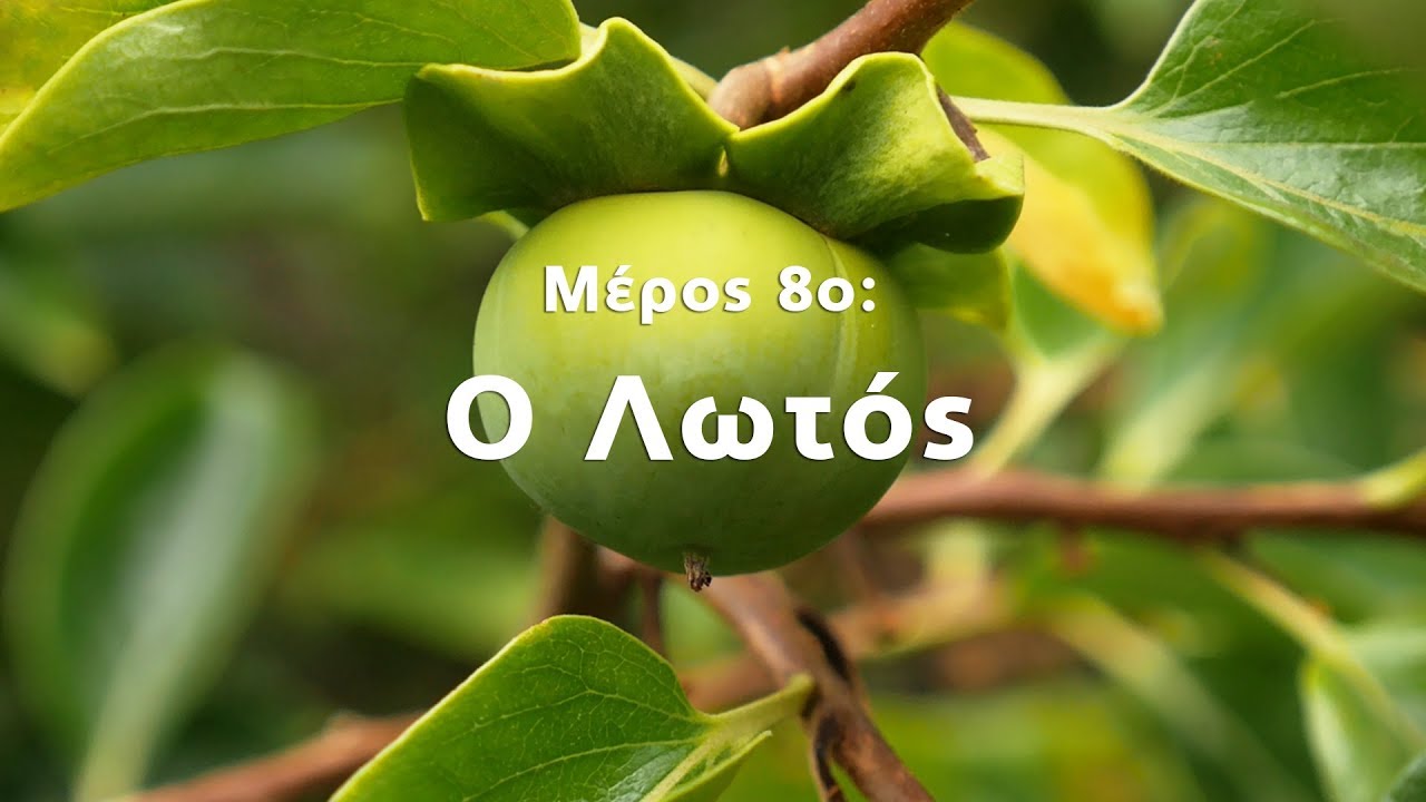 Η Φυσική Καλλιέργεια με τον Παναγιώτη Μανίκη (ΜΕΡΟΣ 8ο: Ο Λωτός)