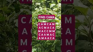Observation Visual Test: 5 Seconds ForYou To Spot CAMA. Try Your Skills! #search #sports #shorts