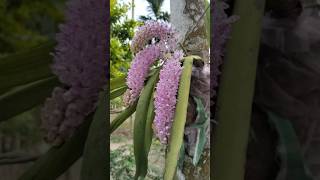 Deul buli gaonor ghrt ahilu ❤️ //#ytshorts #minivlog #shorts #vlog