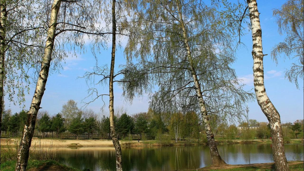 Березка 11. 11 апреля праздник берещенье. Алапаевск детский сад 11 березка. День березы. Ансамбль березка японский танец с бамбуком.