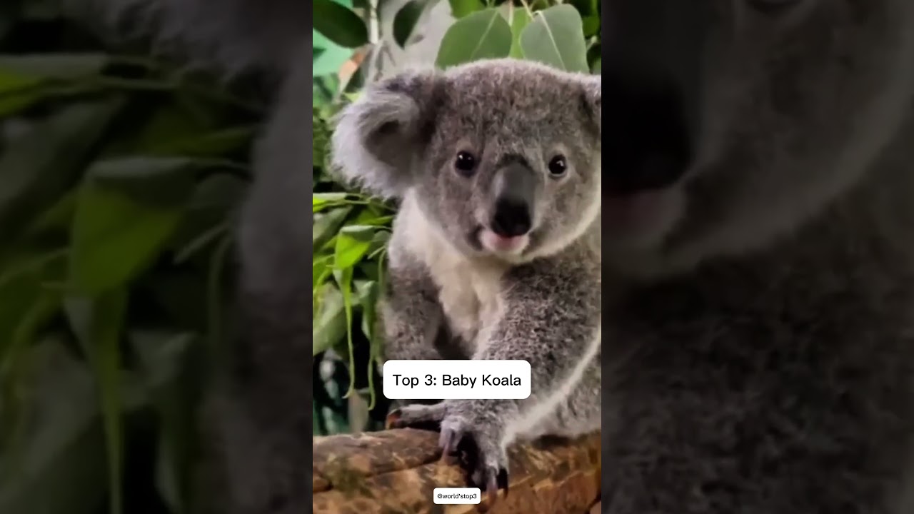 These 4 Animals Are So Cute It Should Be Illegal 😍