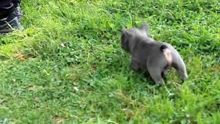 French Bulldog Puppies For Sale