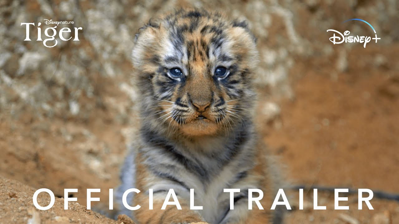 Disneynature's Tiger | Official Trailer | Disney+ Philippines