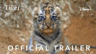 Disneynature's Tiger | Official Trailer | Disney+ Philippines