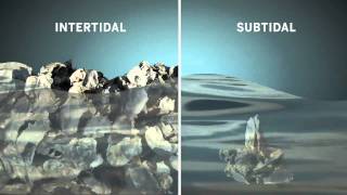 Intertidal Vs. Subtidal Oysters Why Are Always Submerged Oysters Better To Harvest?- On The Reef