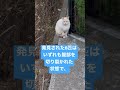 【ネコ6匹を虐待殺傷】市川市で起きた地域猫の事件#shorts