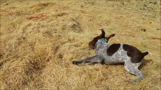 Cute German Shorthaired Pointer Puppy Dog Running and Playing