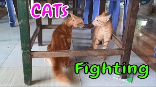 Bloody Brother Cats Fighting Seriously - Why? #shorts | n39 vlog