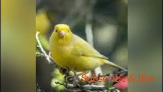 Cililin tupai kekes kenari